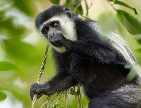 Arusha Np 