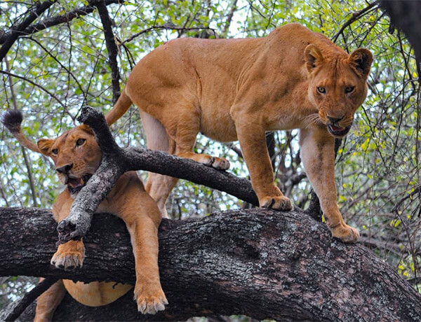 Manyara Np 