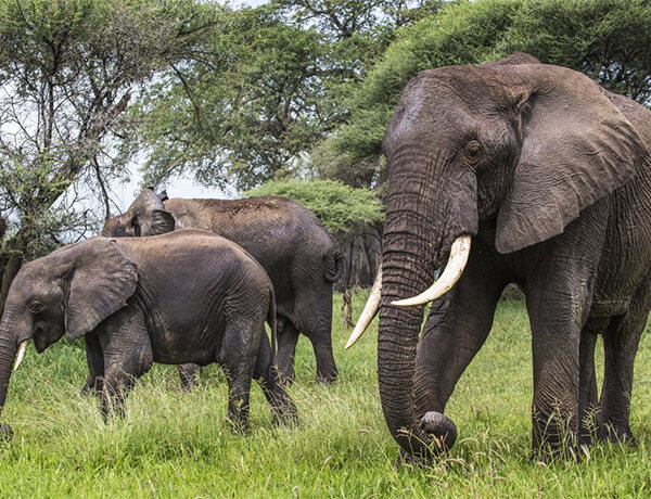 Tarangire Np 