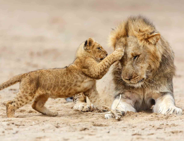 Serengeti Np 