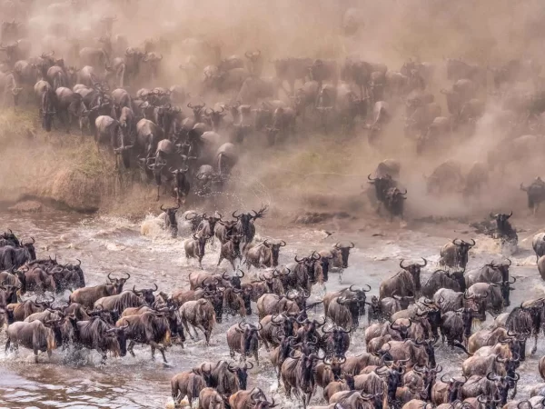 Great Wildebeest Migration