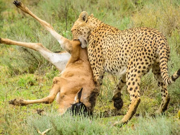 Wildlife-of-Serengeti-National-Park-1200x675