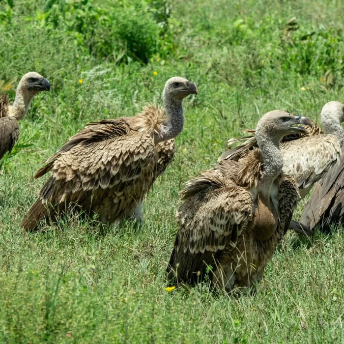 birds in lake mnayara