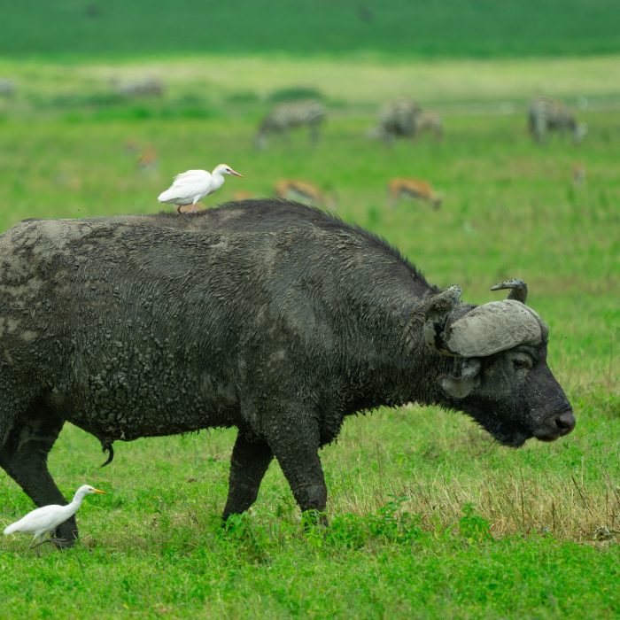 buffalo in lake manyara