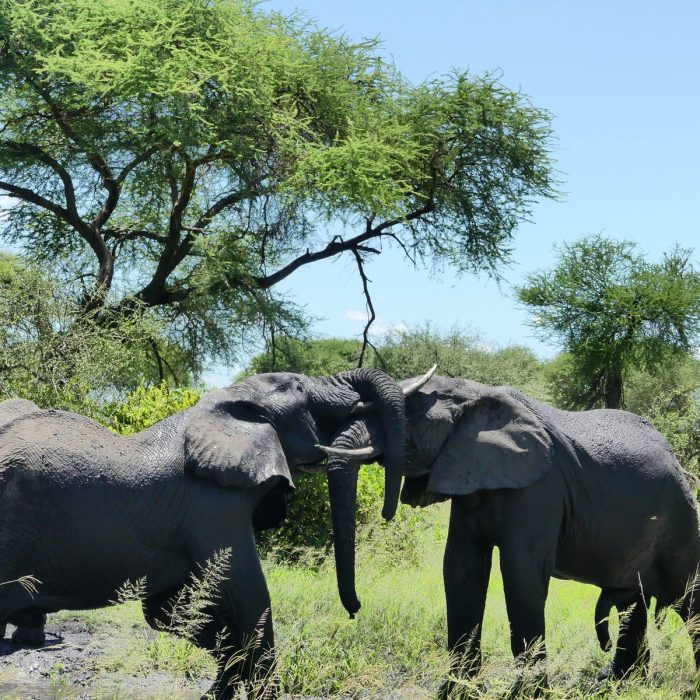 elephant in tarangire