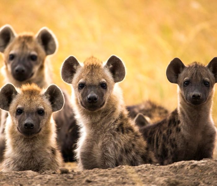 meru park