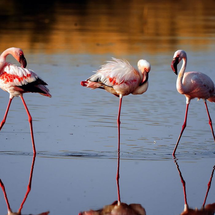 ngorongoro-crater-ngorongoro-conservation-area-tanzania-national-parks-nasikia-camps-game-drive-tours-tanzania-safaris-africa-flamingo