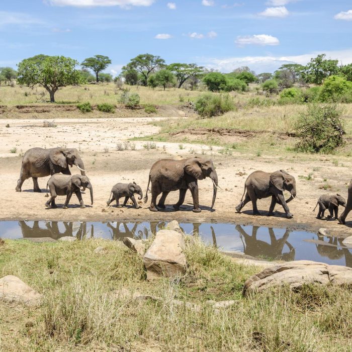 tarangire national park